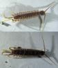 Lithobius forficatus